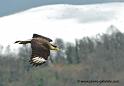 caracara_1190