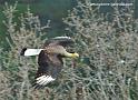 caracara_1191