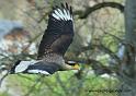caracara_1199