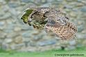 grand-duc_1252