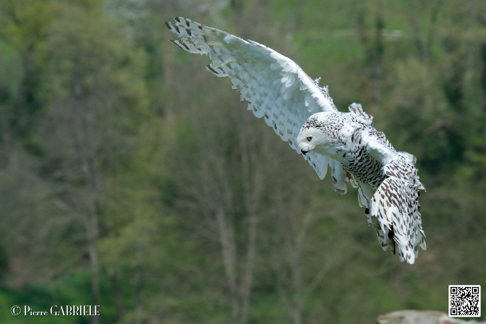 harfang_8262.jpg