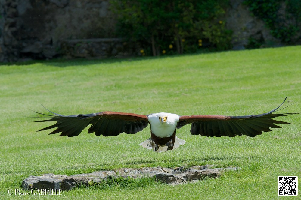 pygargue_8140.jpg