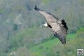 vautour_8272
