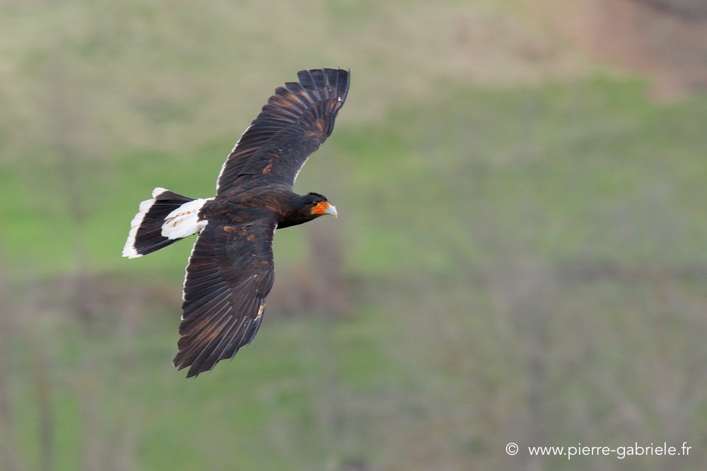 caracara_1164.jpg
