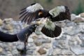 caracara_1148