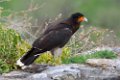 caracara_1159