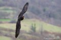 caracara_1169