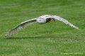 harfang_1206