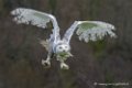harfang_1213