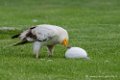 percnoptere_1120