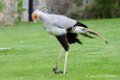 serpentaire_1139