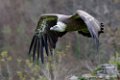 vautour_1246