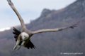 vautour_1252