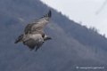 vautour_1253