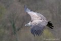 vautour_1258