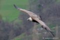 vautour_1270