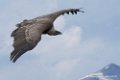 vautour_1272