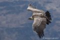 vautour_1285