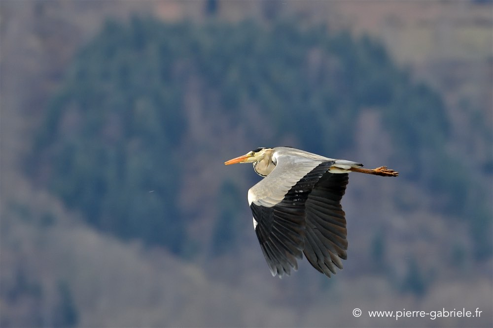 heron_0829.jpg