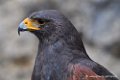 buse-de-harris_0862