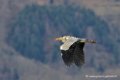 heron_0829