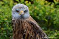 milan-royal_0838