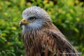 milan-royal_0839