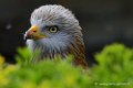 milan-royal_0841