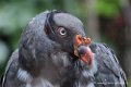 vautour-pape_0852