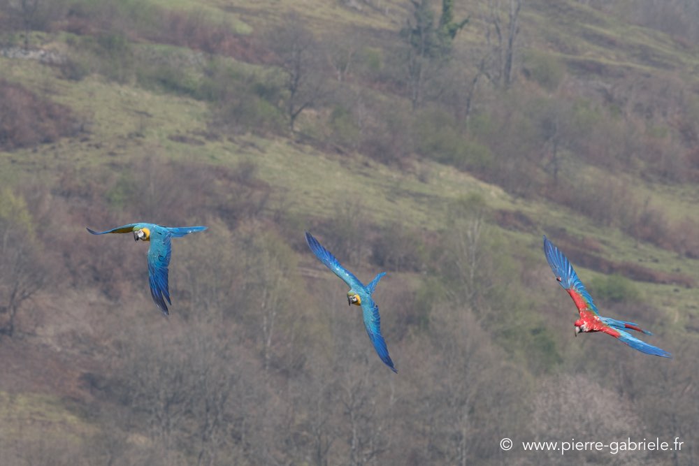 ara-d500_0250.jpg
