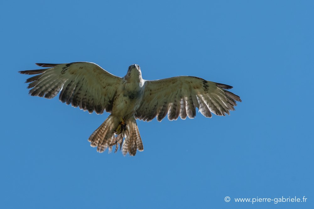 buse-feroce-d500_0147.jpg