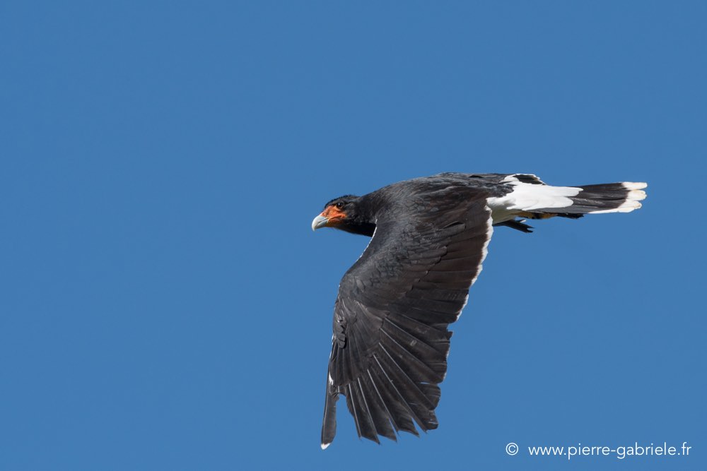 caracara-d500_0140.jpg