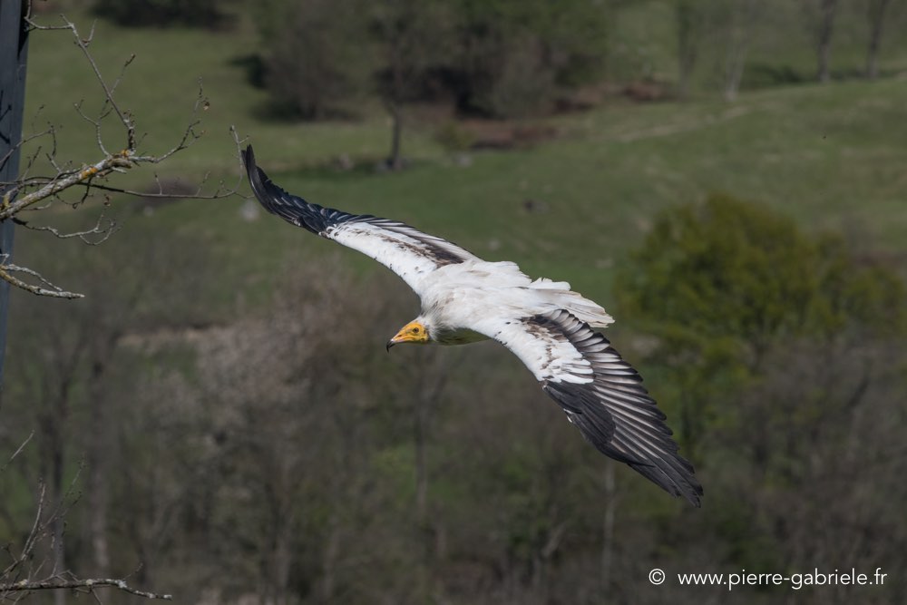 percnoptere-caracara-d5000_0132.jpg