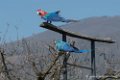 ara-d500_0254
