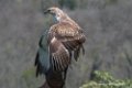 buse-feroce-d500_0123