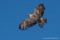 buse-feroce-d500_0124