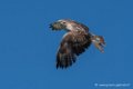 buse-feroce-d500_0125