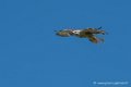 buse-feroce-d500_0142