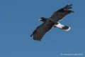 caracara-d500_0156