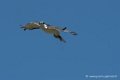 desaugures-d500_0114