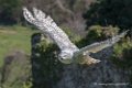 harfang-d500_0183