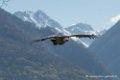 vautour-d500_0221