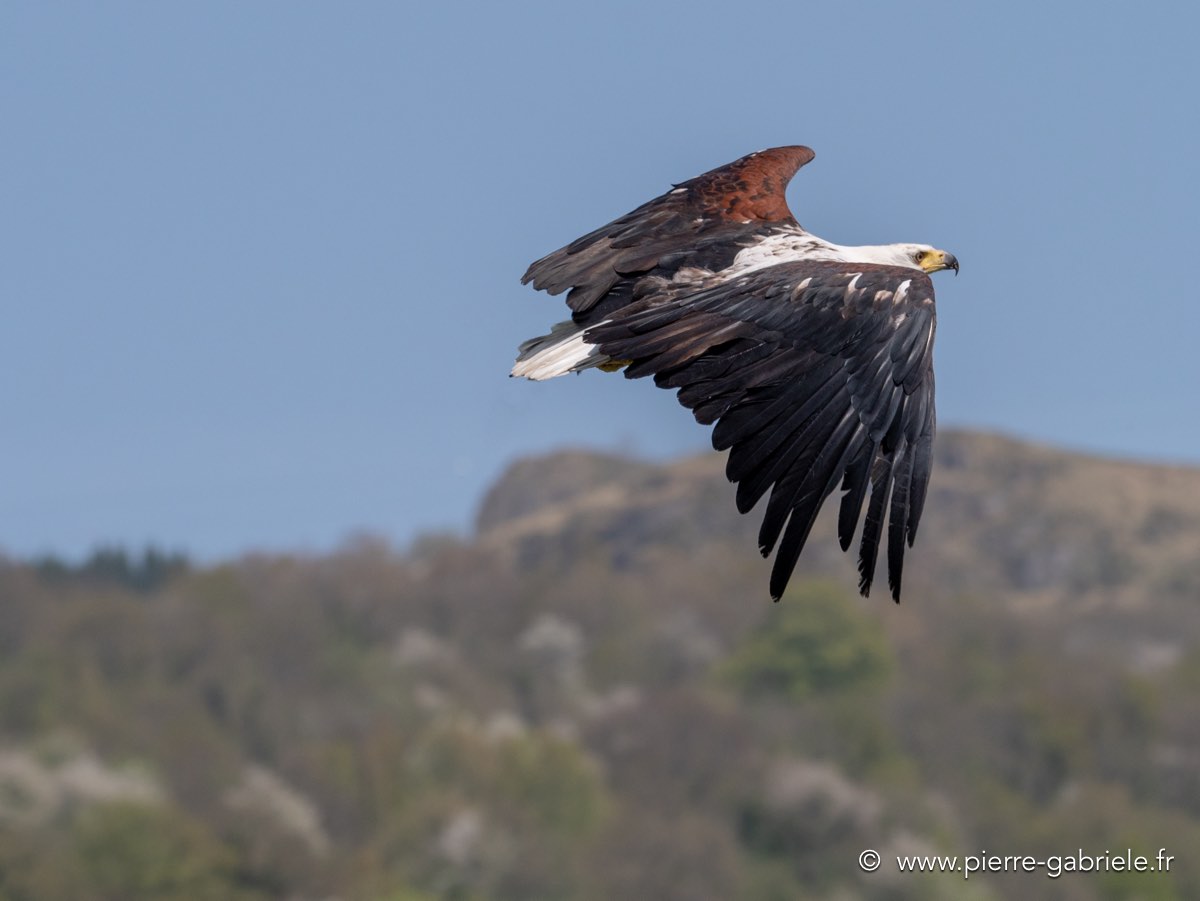pygargue-g92_0714.jpg