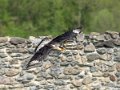 caracara-g92_0736