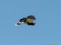 caracara-g92_0738