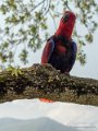 eclectus-g92_0771