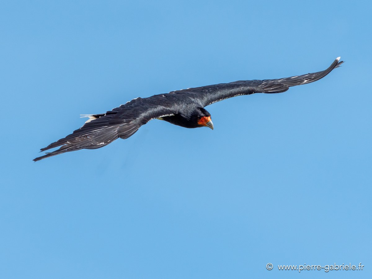 caracara-g91_1550.jpg