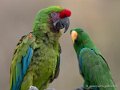 ara-eclectus-g91_1646