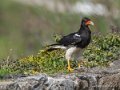 caracara-g91_1548