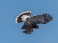 caracara-g91_1549